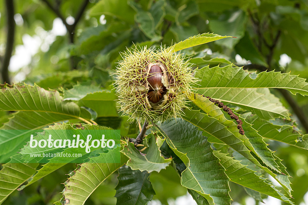 625135 - Sweet chestnut (Castanea sativa 'Bouche Rouge')