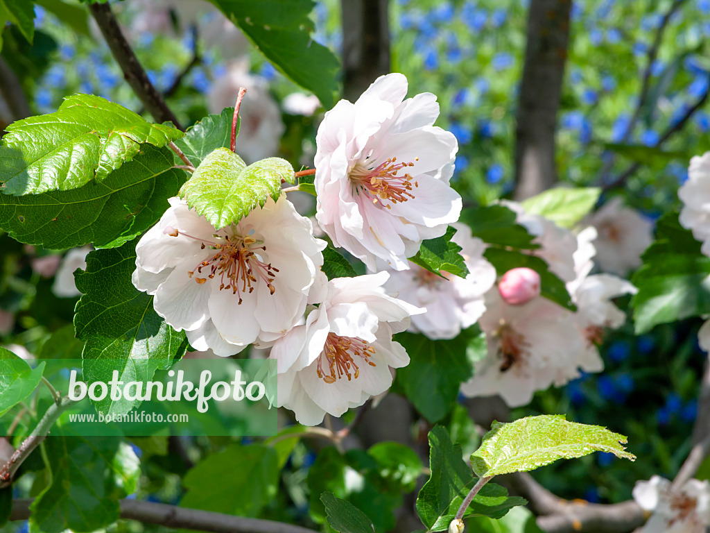 437449 - Sweet crab apple (Malus coronaria 'Charlotte')