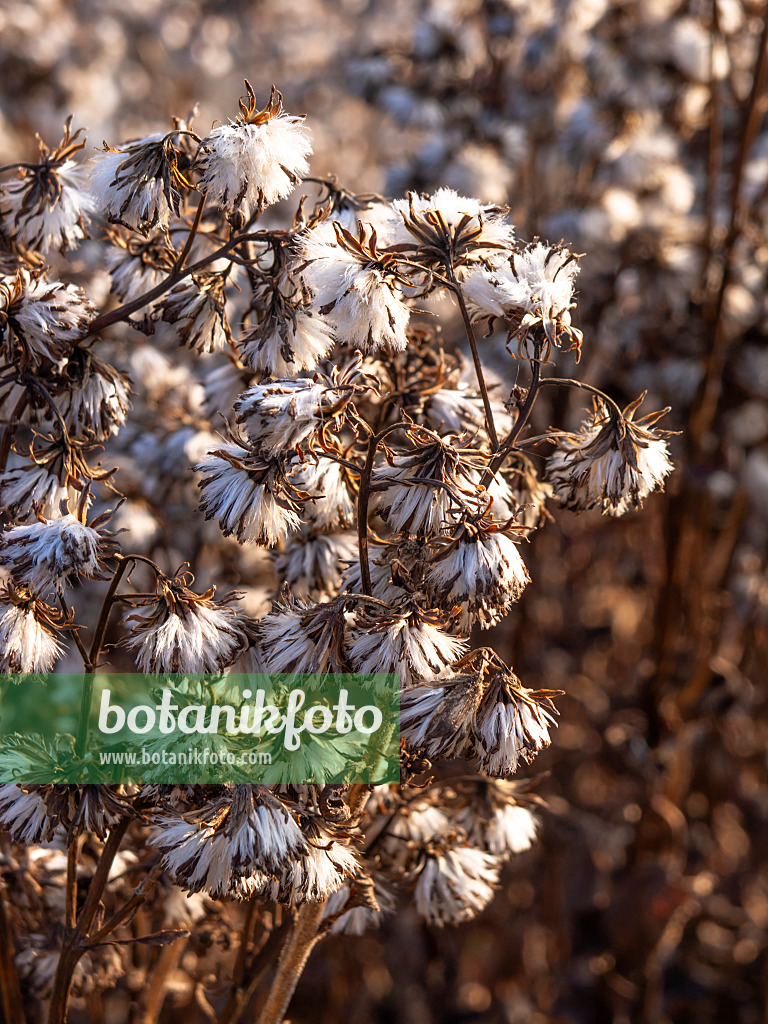 431086 - Sweet Indian plantain (Cacalia suaveolens)