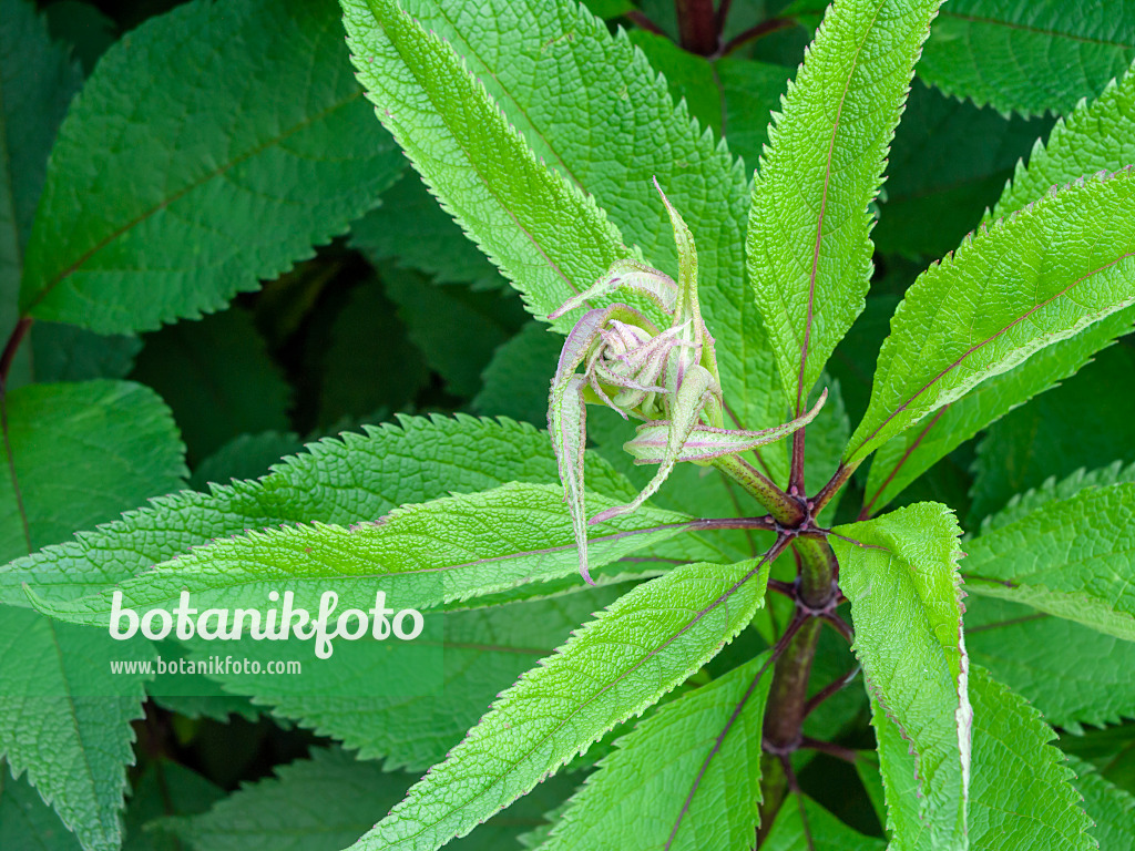 461111 - Sweet Joe-Pye weed (Eupatorium maculatum 'Glutball' syn. Eutrochium maculatum 'Glutball')