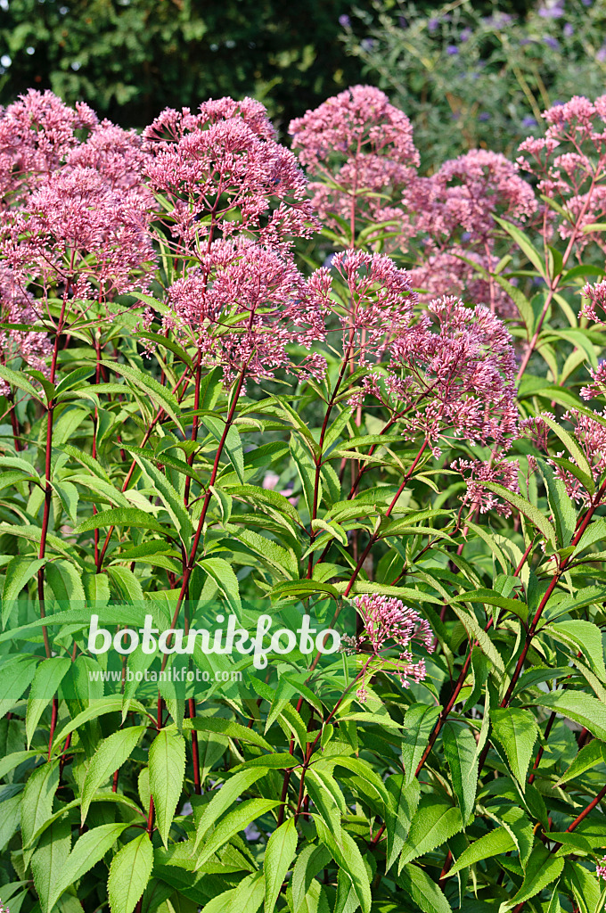 475117 - Sweet Joe-Pye weed (Eupatorium maculatum 'Glutball' syn. Eutrochium maculatum 'Glutball')