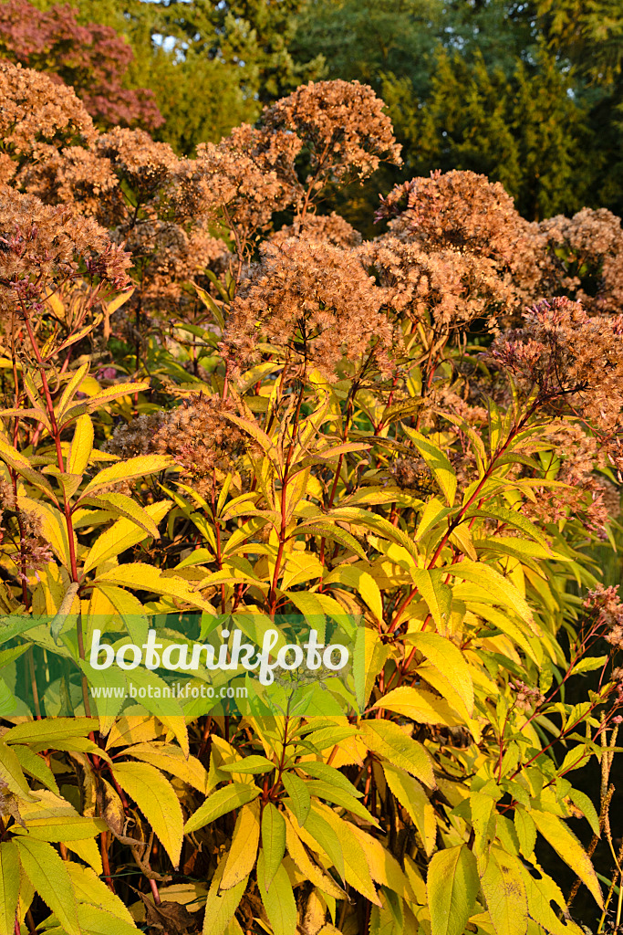 489066 - Sweet Joe-Pye weed (Eupatorium maculatum 'Glutball' syn. Eutrochium maculatum 'Glutball')