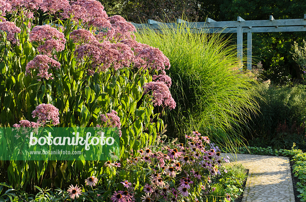 499095 - Sweet Joe-Pye weed (Eupatorium maculatum 'Glutball' syn. Eutrochium maculatum 'Glutball'), purple cone flower (Echinacea purpurea) and Chinese silver grass (Miscanthus sinensis 'Gracillimus')