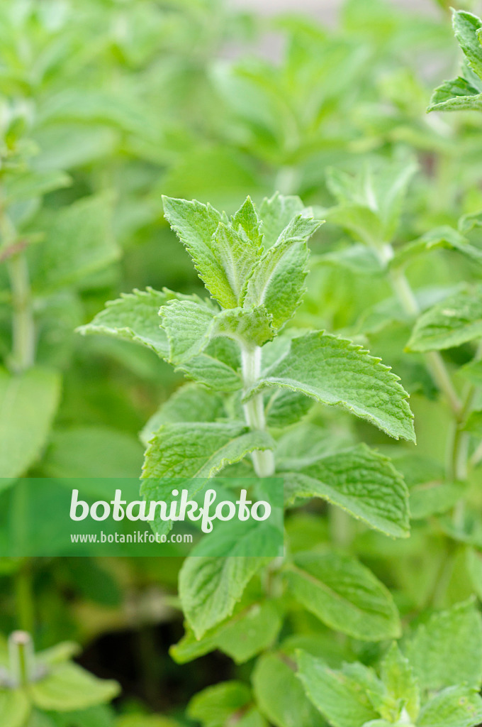 486074 - Sweet lemon mint (Mentha species 'Hillary's Sweet Lemon')