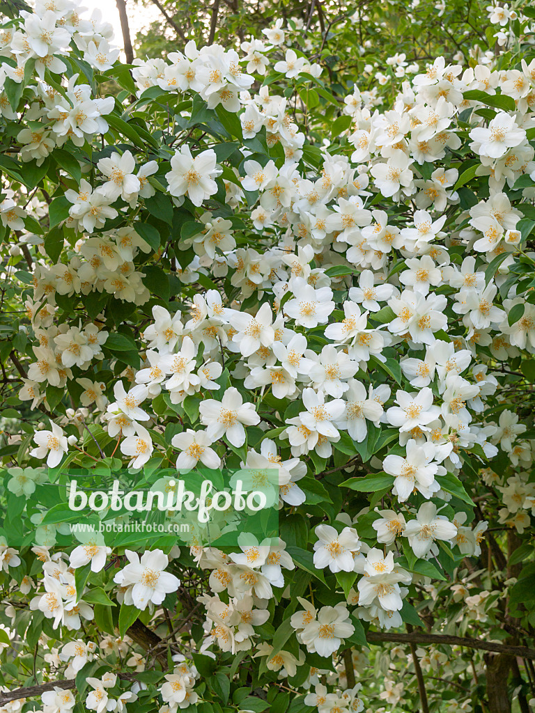 438258 - Sweet mock orange (Philadelphus coronarius)