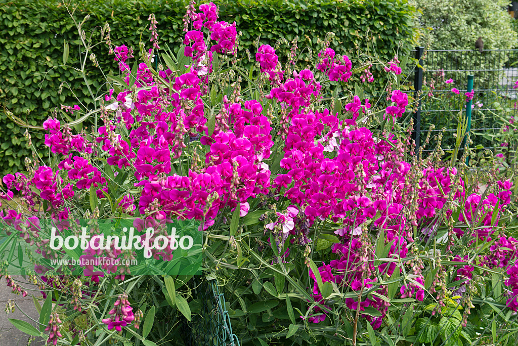 534258 - Sweet pea (Lathyrus odoratus) at a garden fence