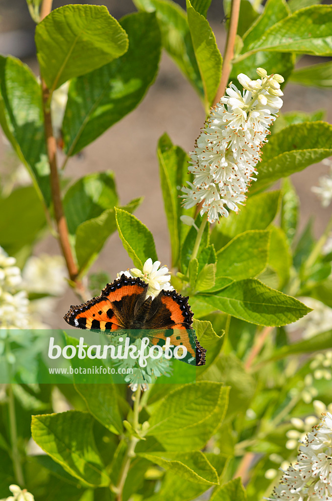 523158 - Sweet pepper bush (Clethra alnifolia) and small tortoiseshell (Aglais urticae)