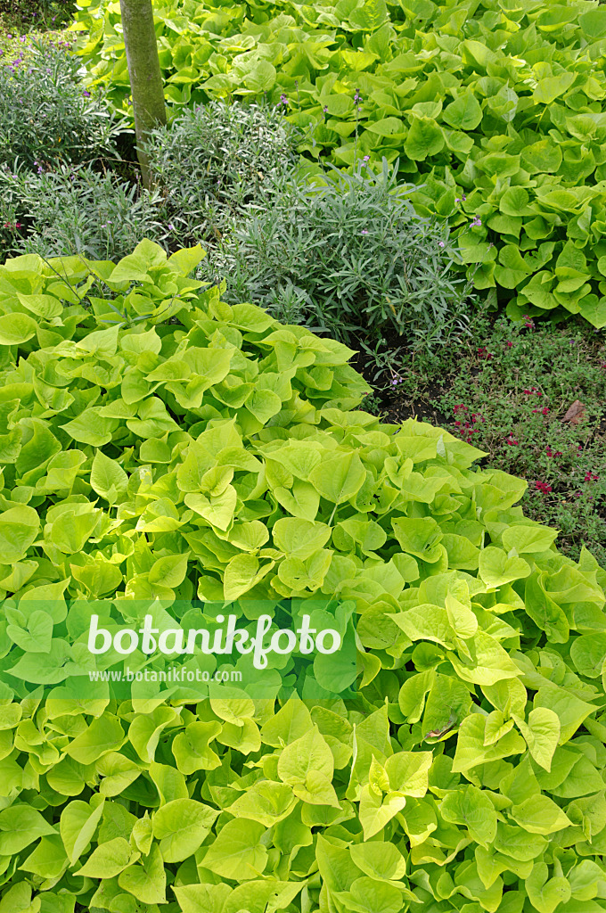 487218 - Sweet potato (Ipomoea batatas 'Sweet Caroline Sweetheart Light Green')