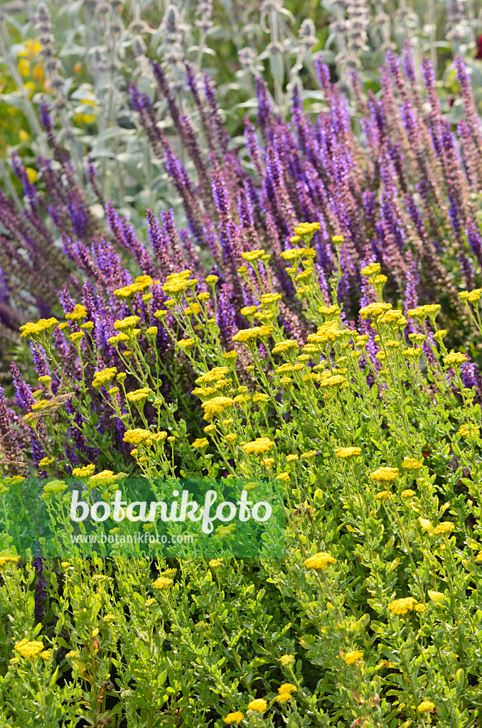 534117 - Sweet yarrow (Achillea ageratum) and woodland sage (Salvia nemorosa 'Ostfriesland')