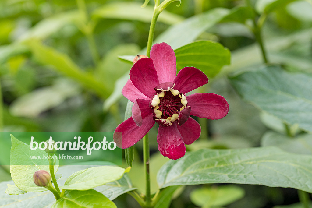 616174 - Sweetshrub (Calycanthus floridus 'Aphrodite')