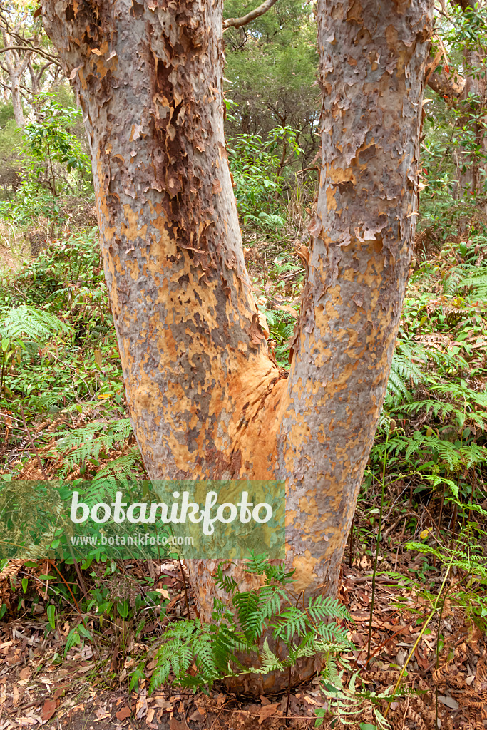 454239 - Sydney red gum (Angophora costata)