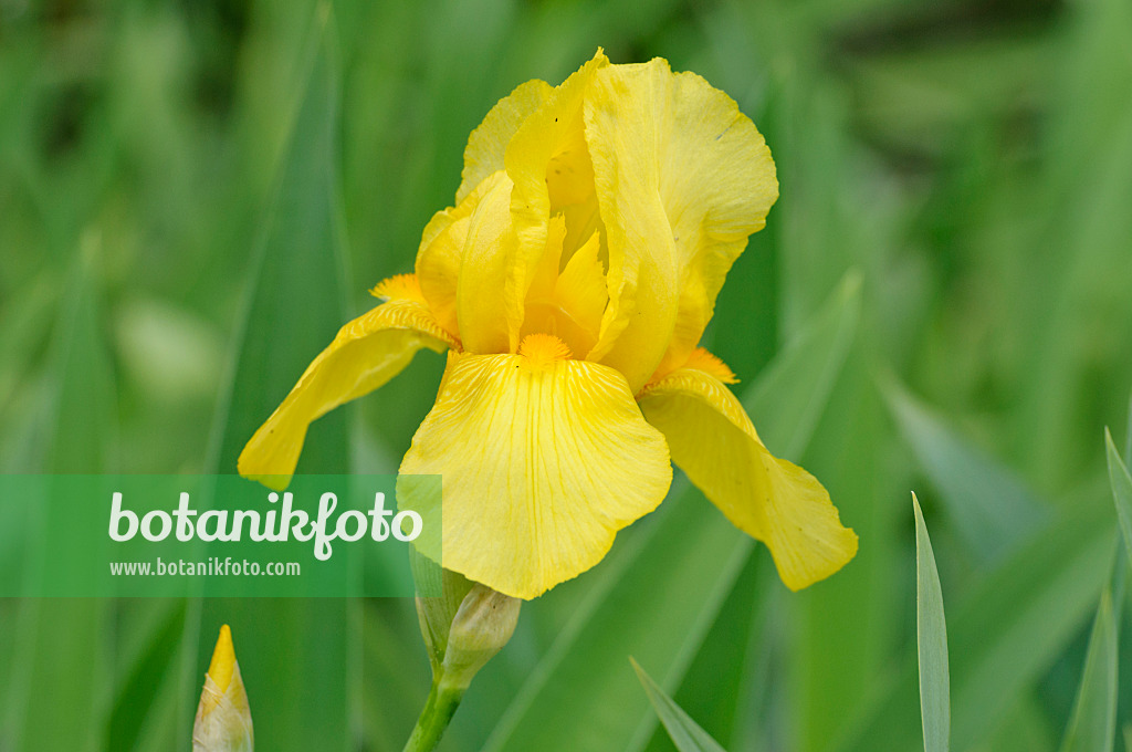 472139 - Tall bearded iris (Iris barbata elatior 'Goldfackel')