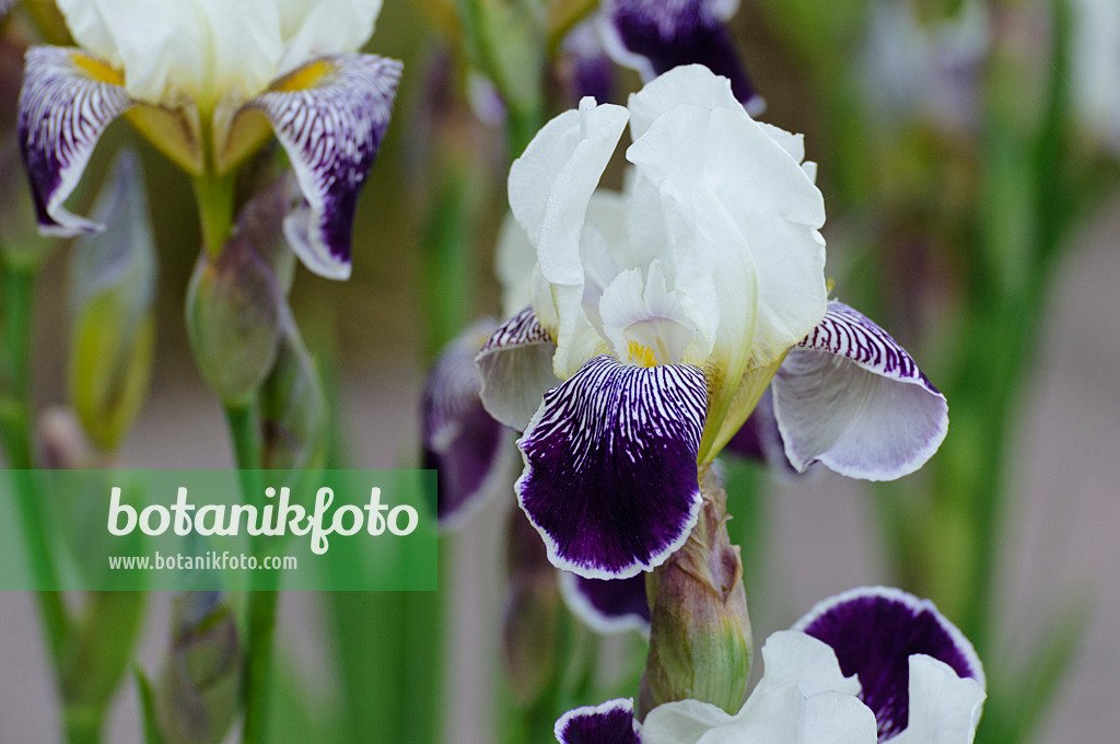 472191 - Tall bearded iris (Iris barbata elatior 'Toelleturm')