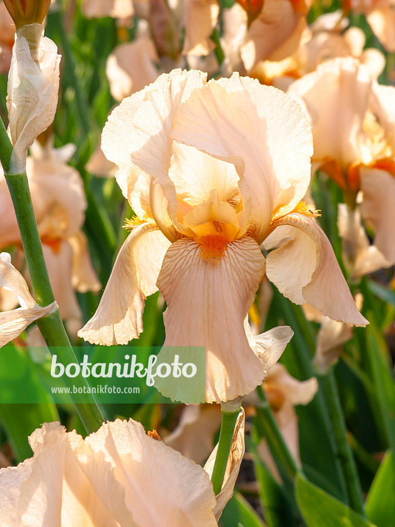 460122 - Tall bearded iris (Iris barbata elatior 'Cherie')