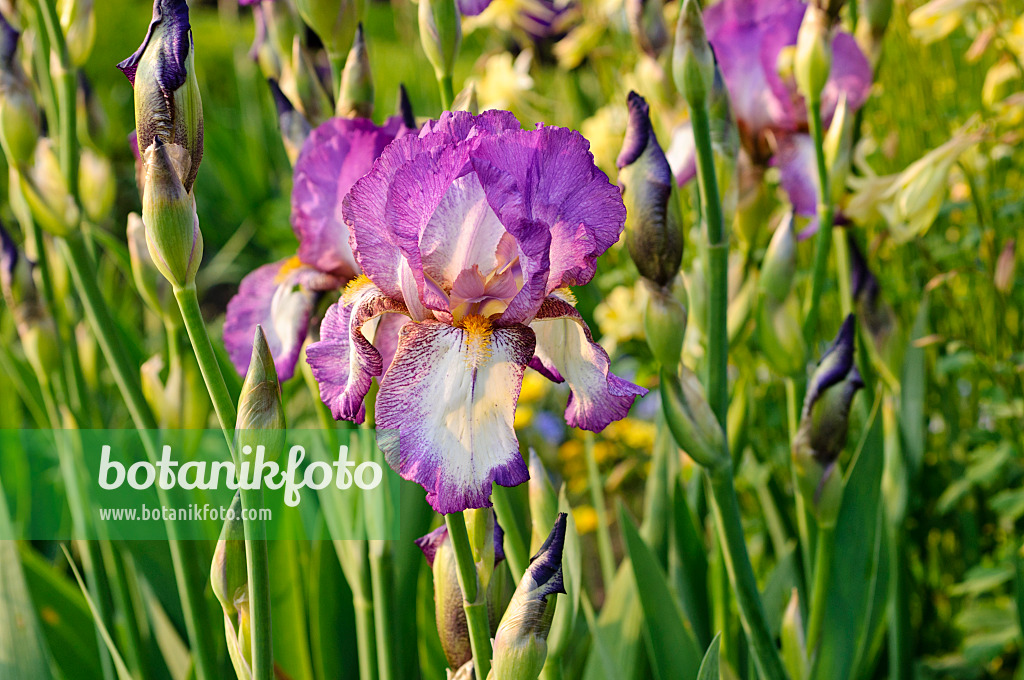 484266 - Tall bearded iris (Iris barbata elatior 'Cool Comfort')