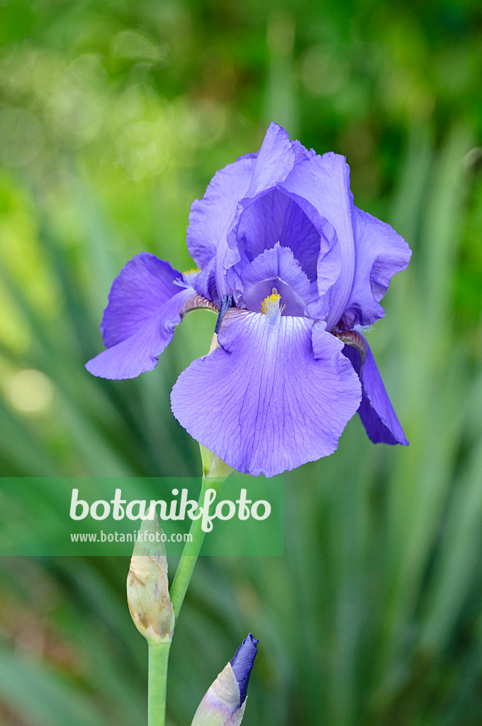 472153 - Tall bearded iris (Iris barbata elatior 'Danube Wave')