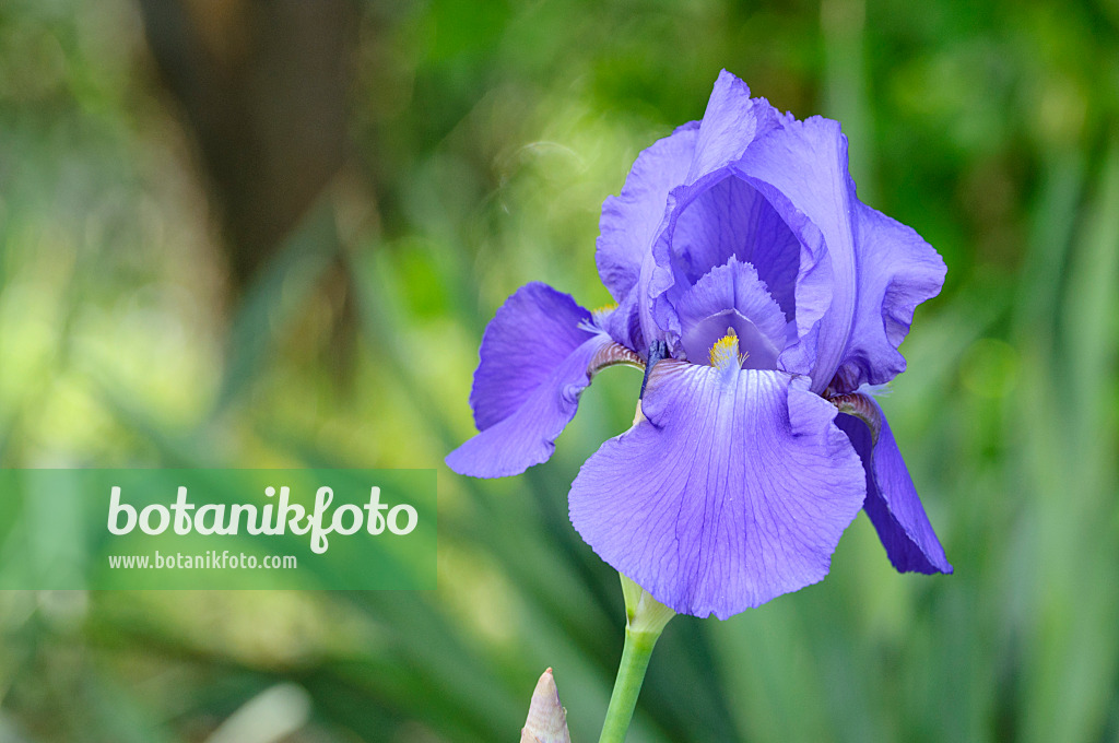 472154 - Tall bearded iris (Iris barbata elatior 'Danube Wave')