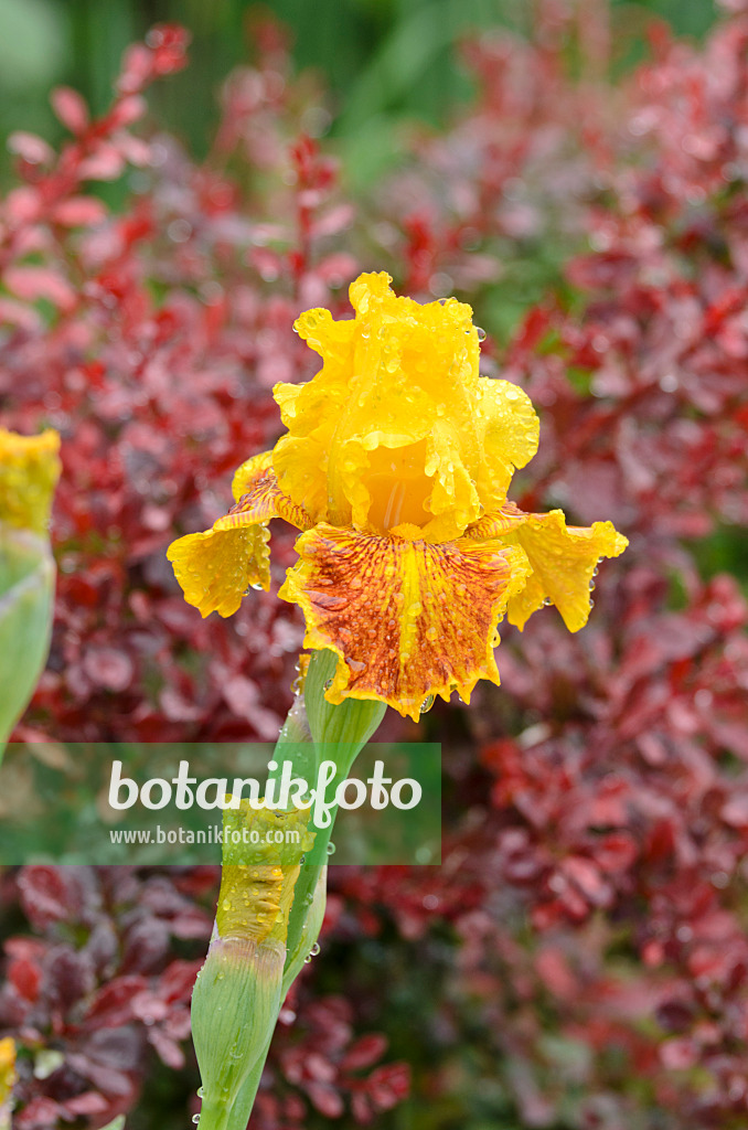 508214 - Tall bearded iris (Iris barbata elatior 'Dazzling Gold')