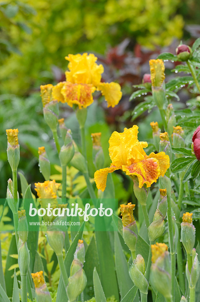 508215 - Tall bearded iris (Iris barbata elatior 'Dazzling Gold')