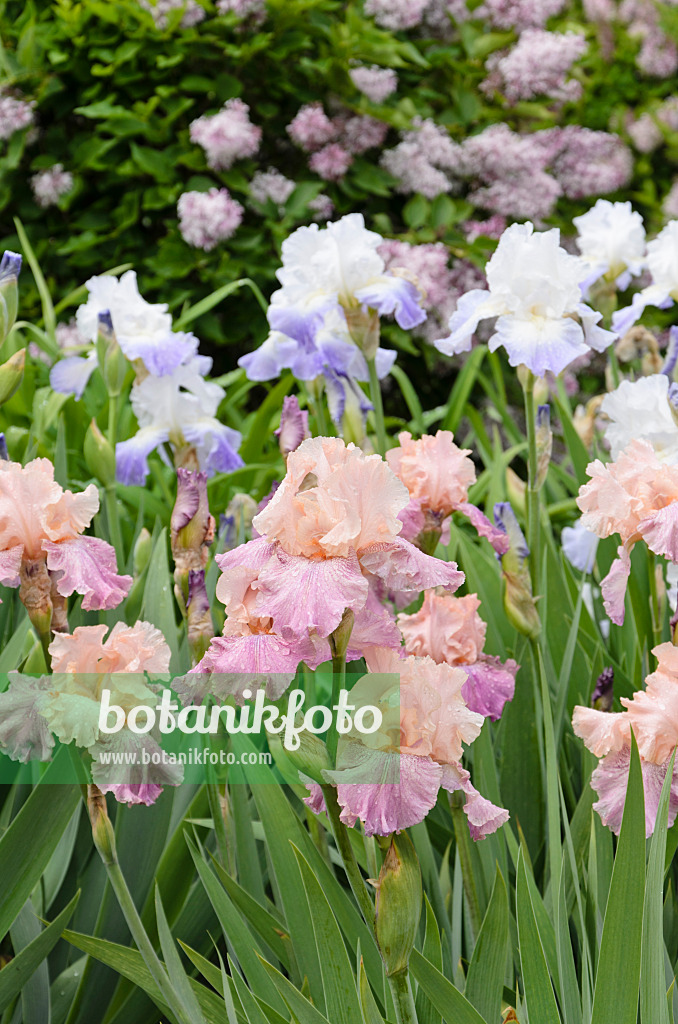 508244 - Tall bearded iris (Iris barbata elatior 'Fountain of Youth')