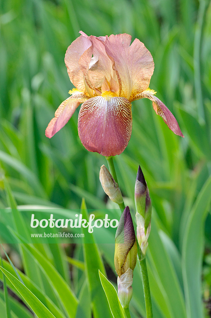 472141 - Tall bearded iris (Iris barbata elatior 'Gustel')