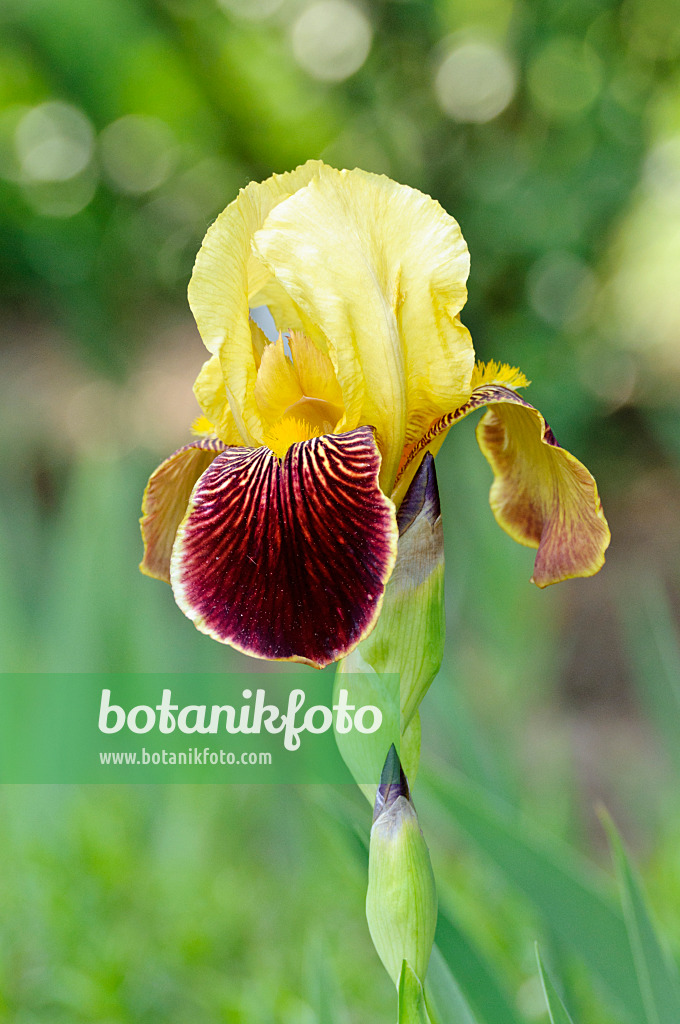 472151 - Tall bearded iris (Iris barbata elatior 'Lambent')