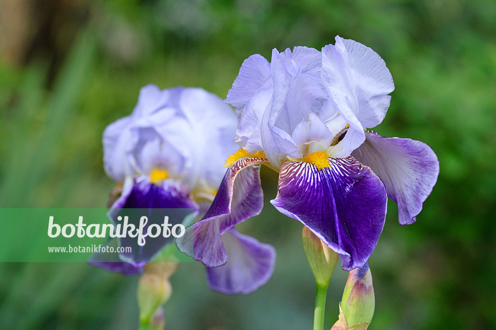 472138 - Tall bearded iris (Iris barbata elatior 'Lothario')