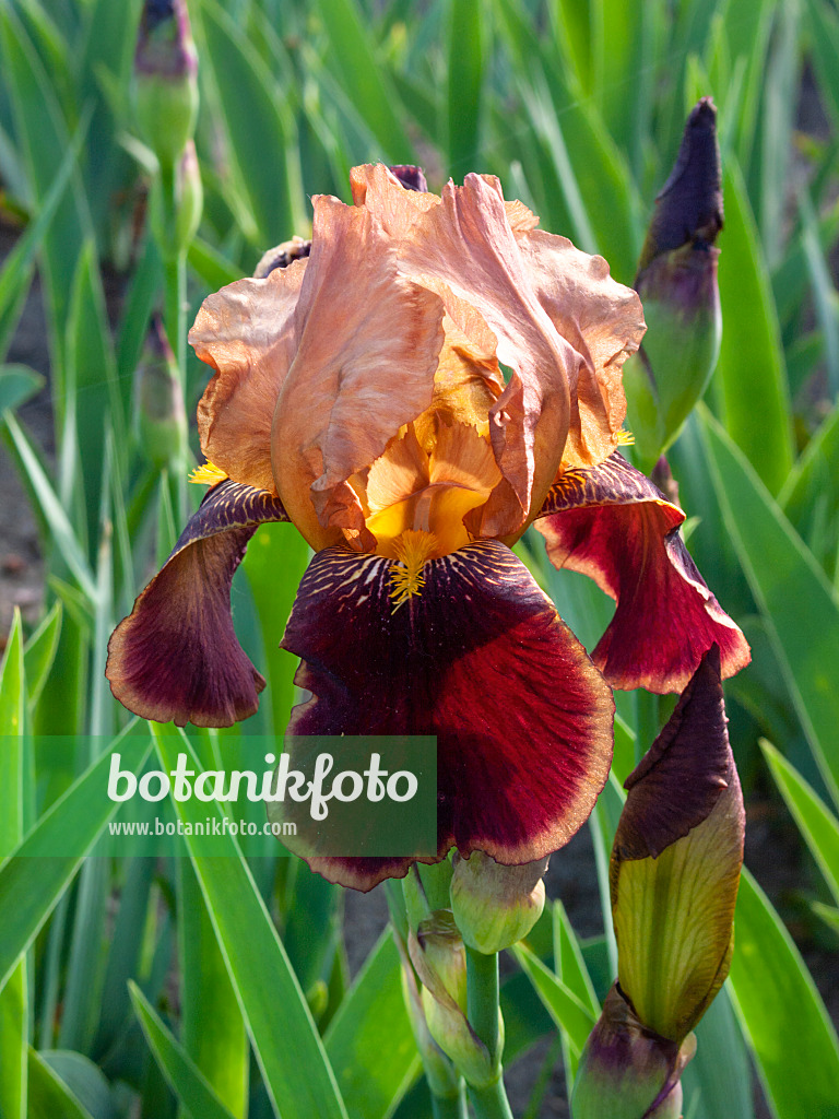 401256 - Tall bearded iris (Iris barbata elatior 'Louvois')