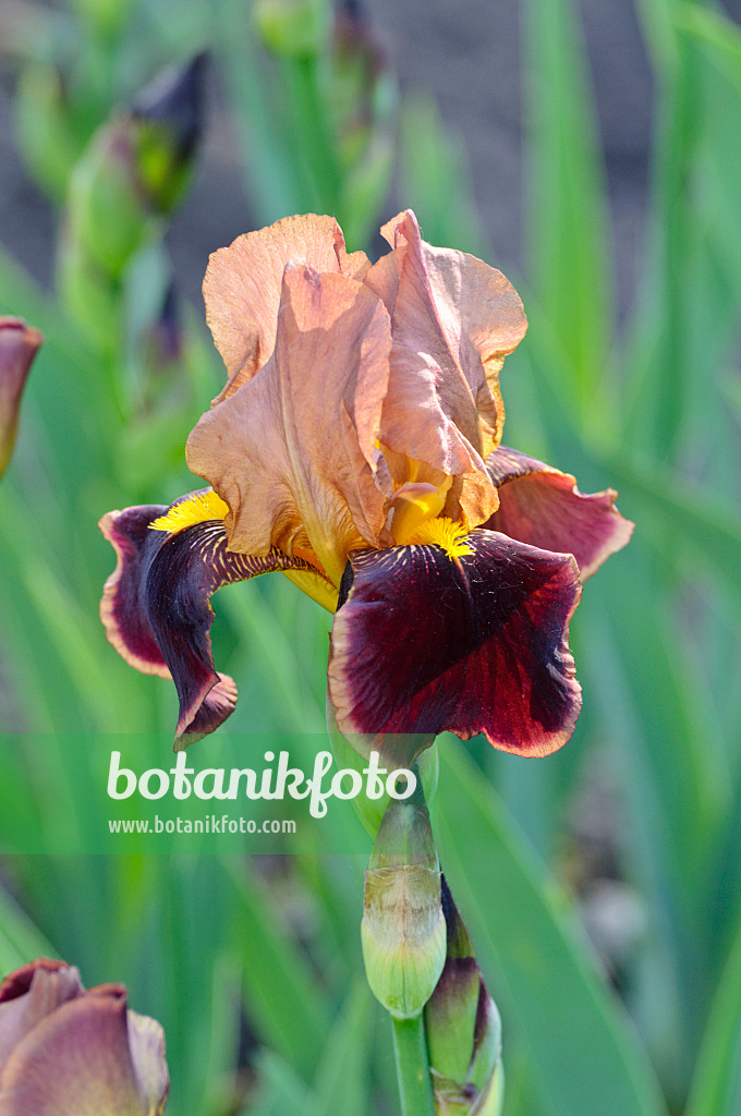 472199 - Tall bearded iris (Iris barbata elatior 'Louvois')