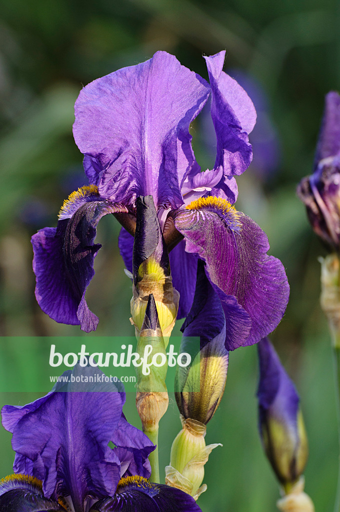 472190 - Tall bearded iris (Iris barbata elatior 'Midnight Blue')