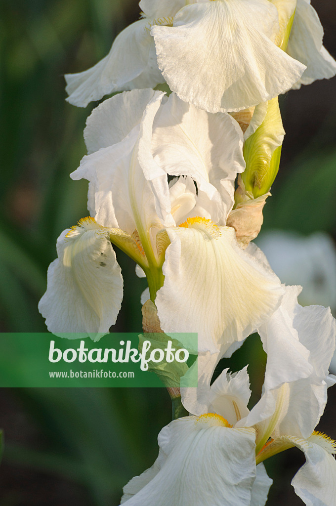 472194 - Tall bearded iris (Iris barbata elatior 'New Snow')