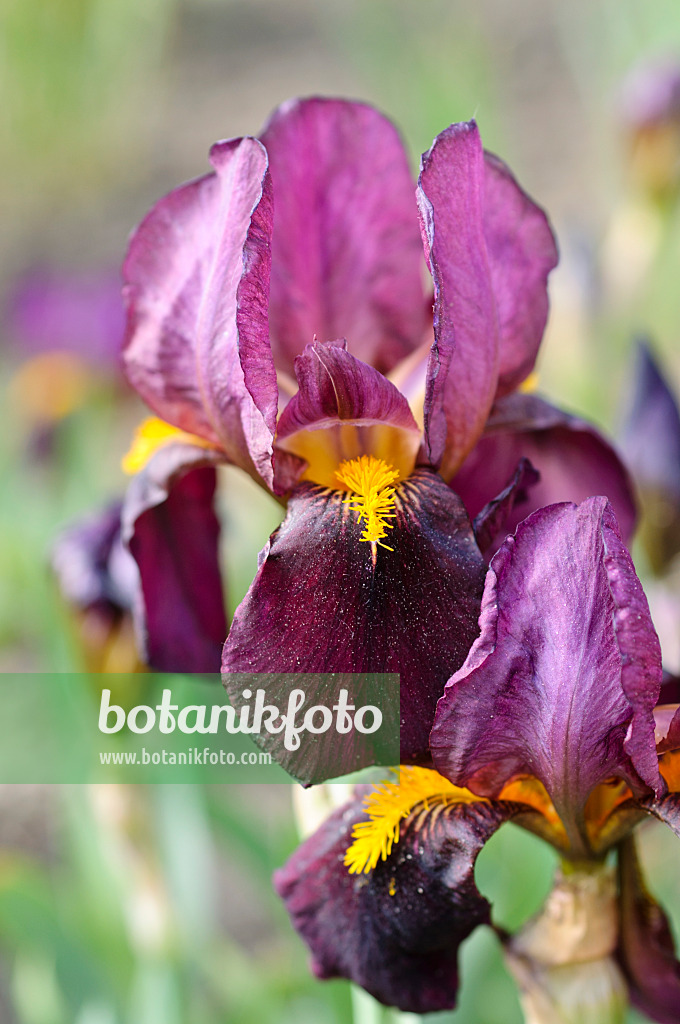 472068 - Tall bearded iris (Iris barbata elatior 'Ruby Glow')