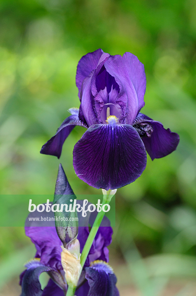 472152 - Tall bearded iris (Iris barbata elatior 'Sable')