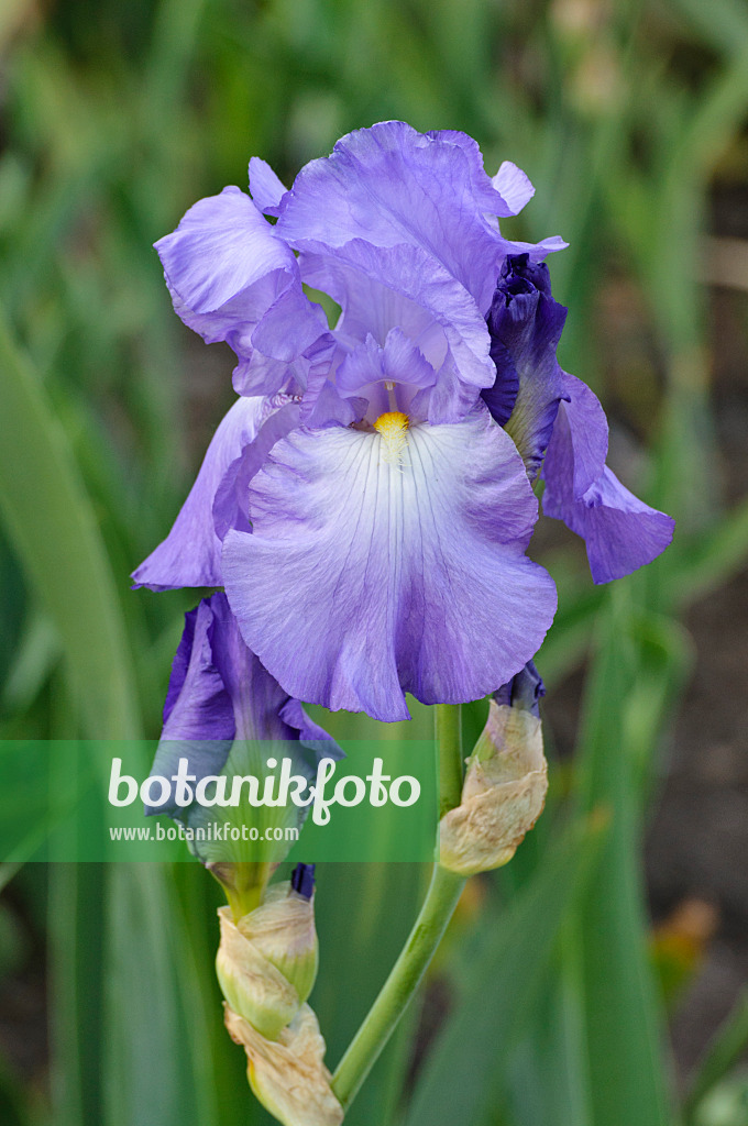 472198 - Tall bearded iris (Iris barbata elatior 'Violet Harmony')