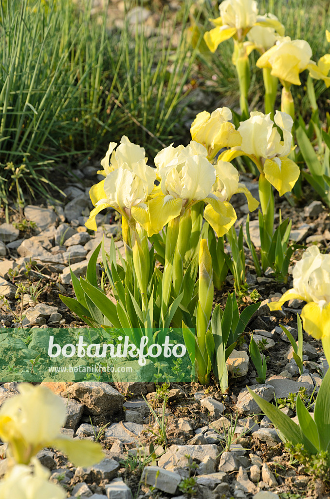 495366 - Tall bearded iris (Iris barbata media 'Sonnentrude')