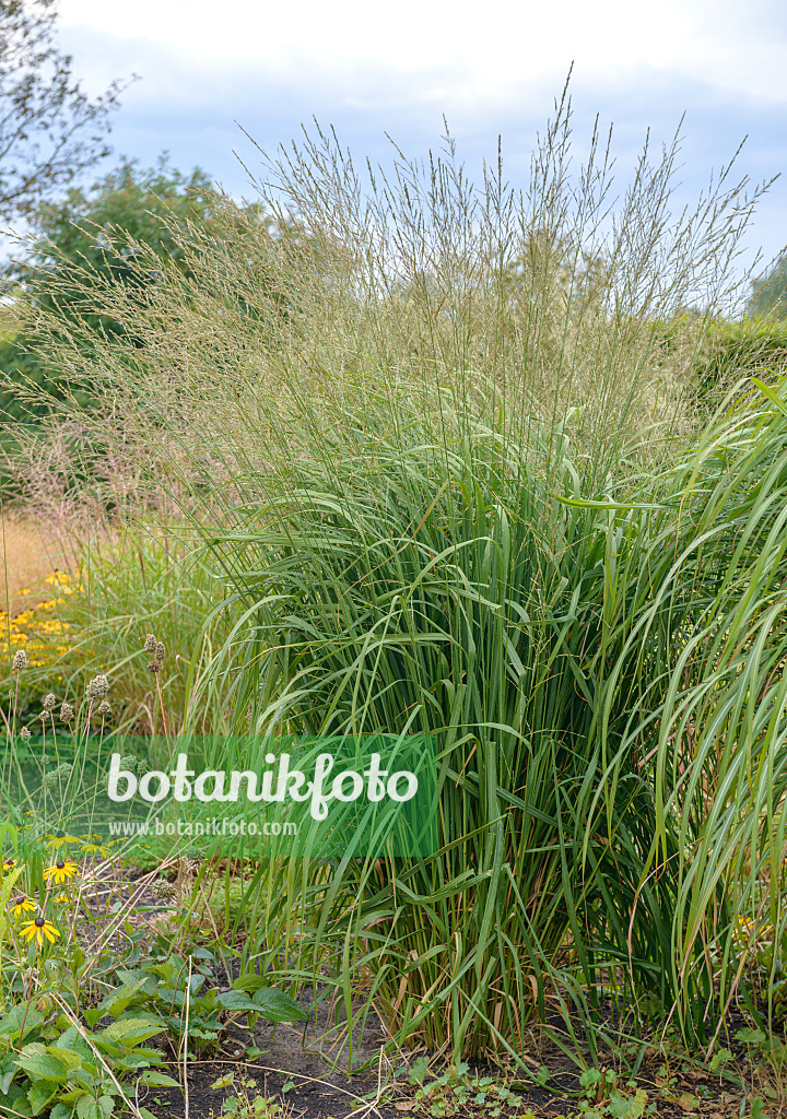 547209 - Tall moor grass (Molinia arundinacea 'Windspiel')