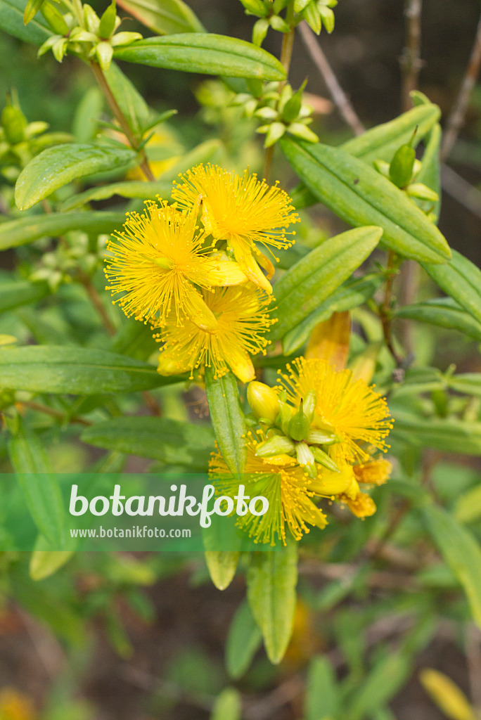 558349 - Tall tutsan (Hypericum x inodorum)