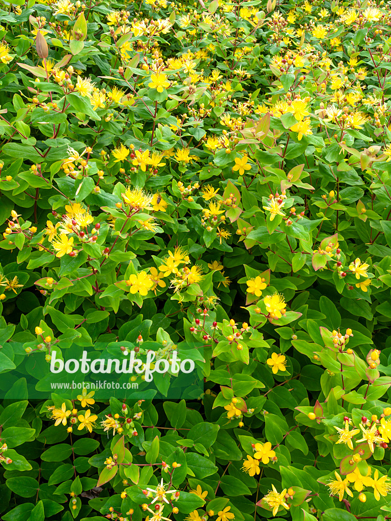 462123 - Tall tutsan (Hypericum x inodorum 'Excellent Flair')