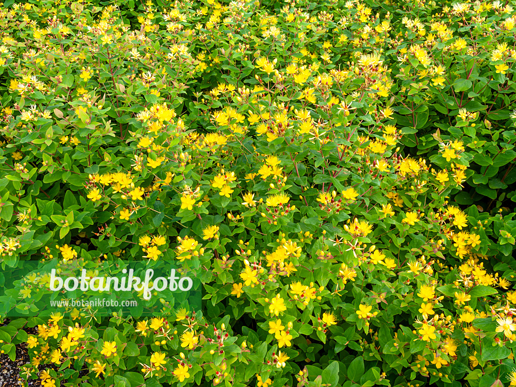 462124 - Tall tutsan (Hypericum x inodorum 'Excellent Flair')