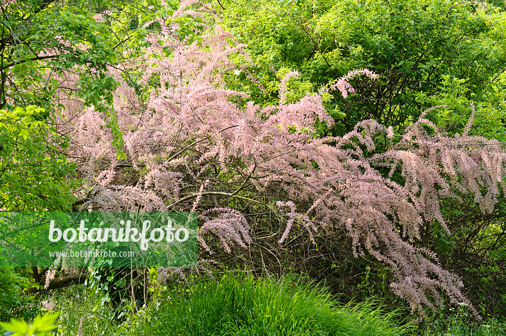 484305 - Tamarisk (Tamarix)