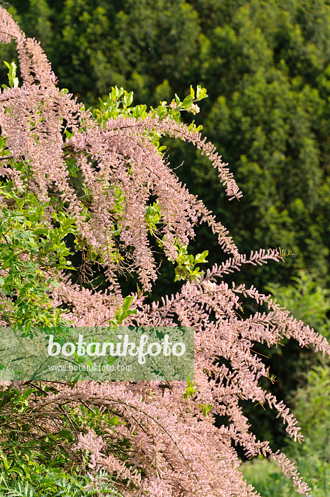 484309 - Tamarisk (Tamarix)