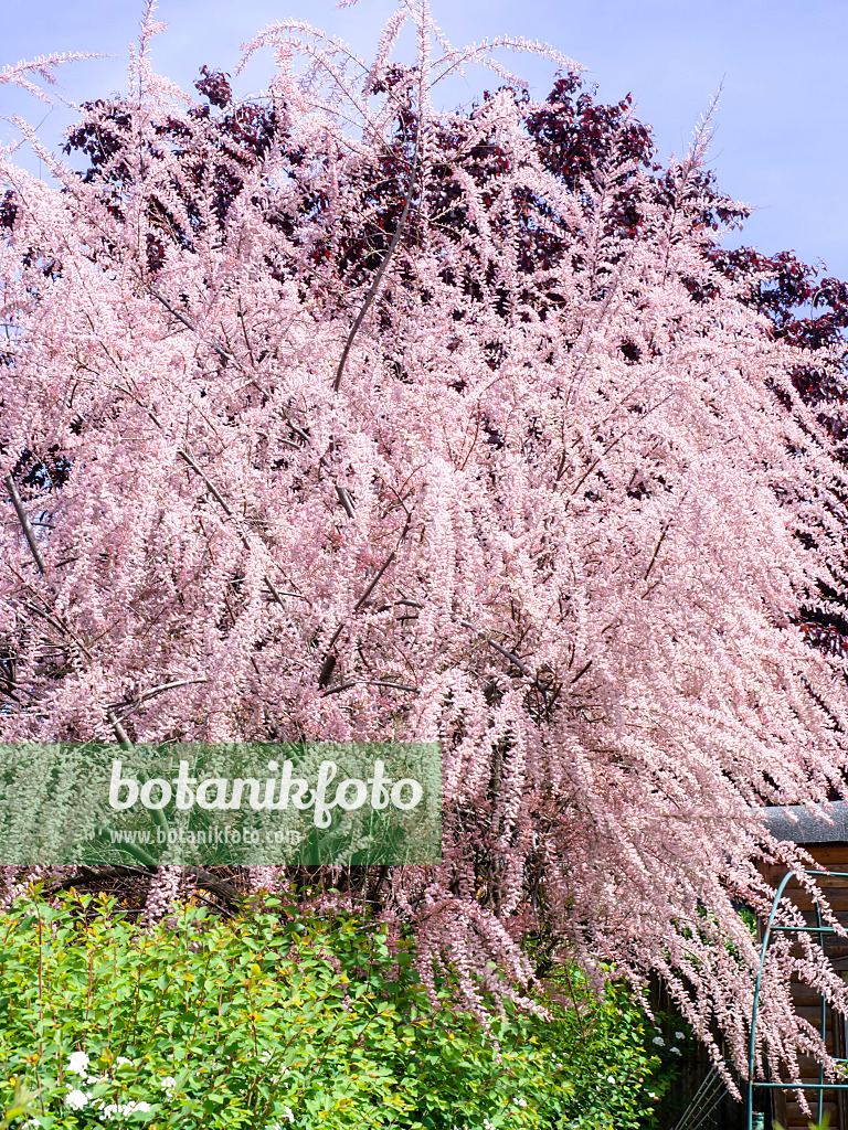 484360 - Tamarisk (Tamarix)