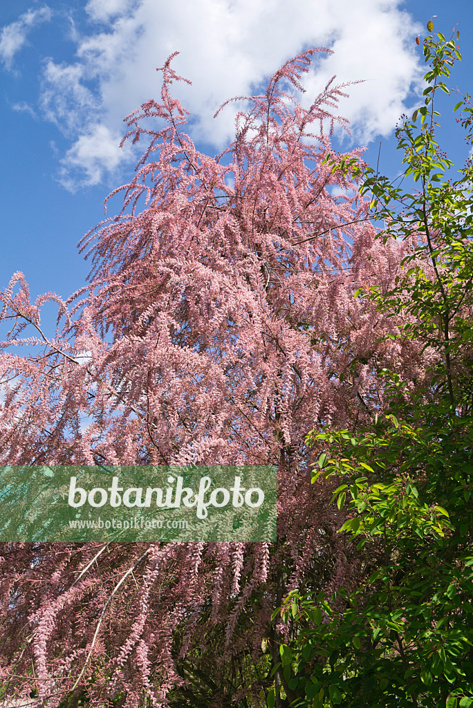 608048 - Tamarisk (Tamarix)