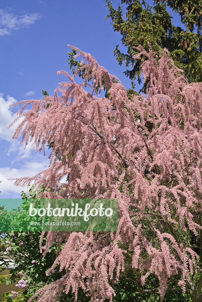 608053 - Tamarisk (Tamarix)