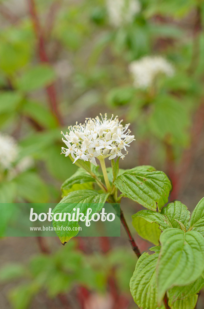 507186 - Tartarian dogwood (Cornus alba)