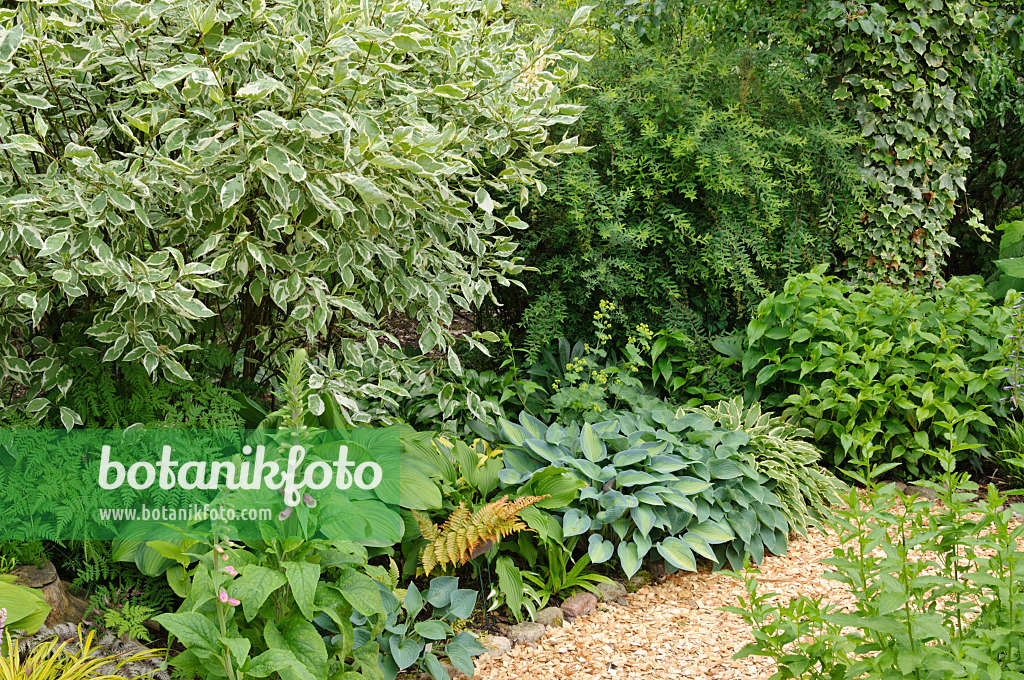 473099 - Tartarian dogwood (Cornus alba), common foxglove (Digitalis purpurea) and plantain lily (Hosta)