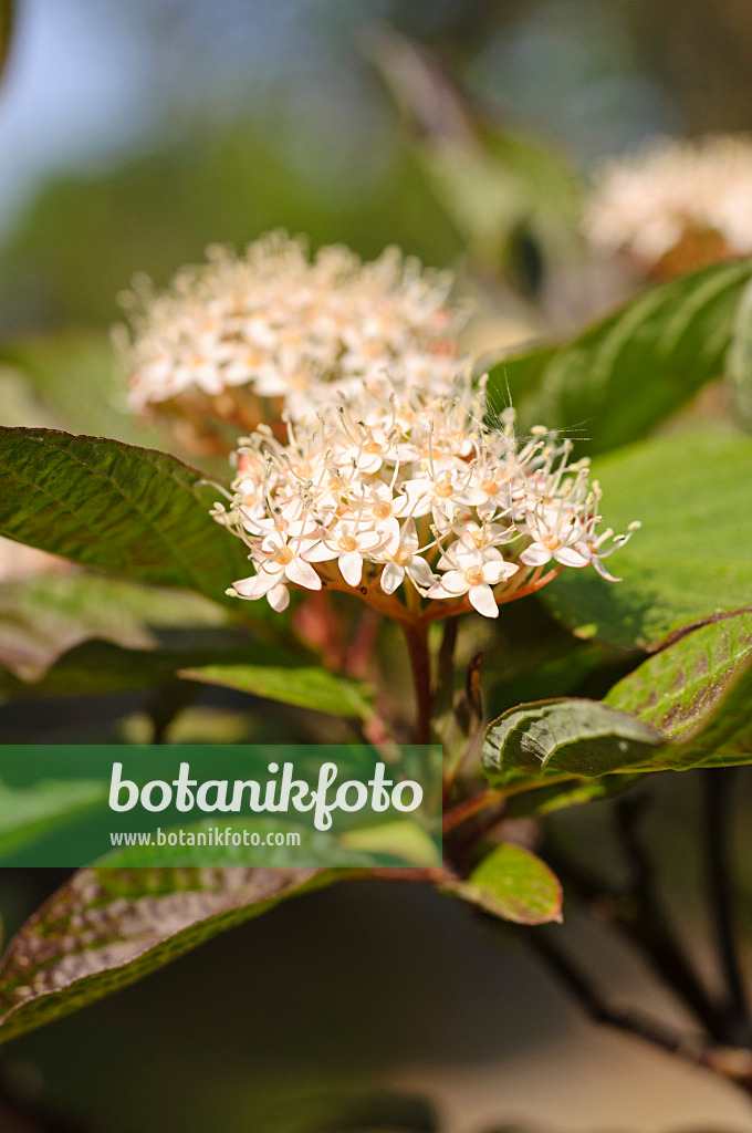 471341 - Tartarian dogwood (Cornus alba 'Kesselringii')