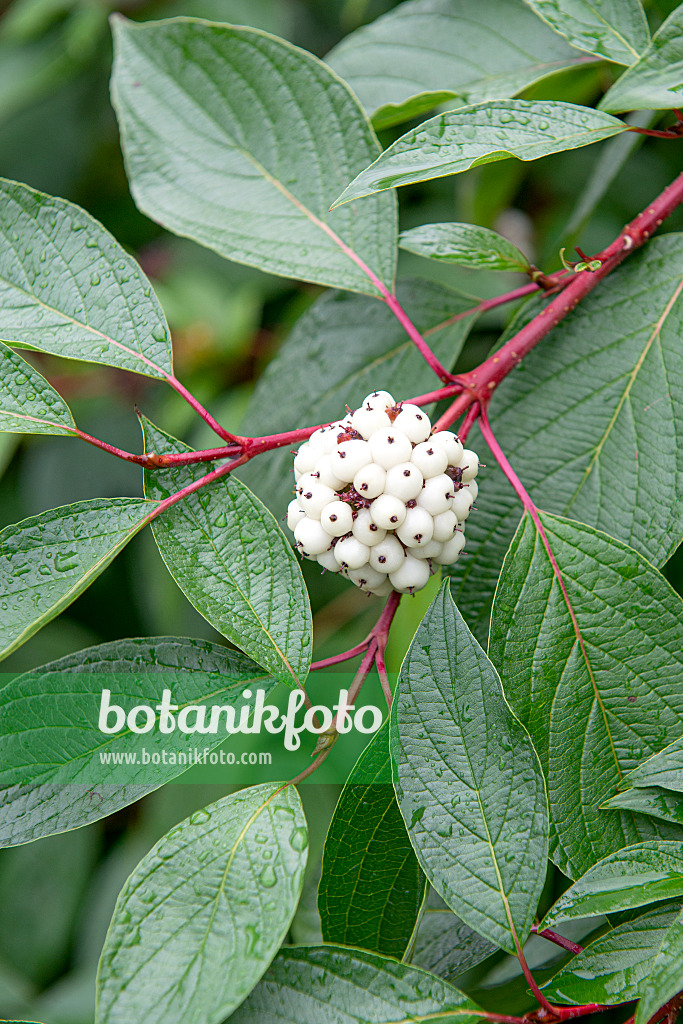 616191 - Tartarian dogwood (Cornus alba 'Sibirica')