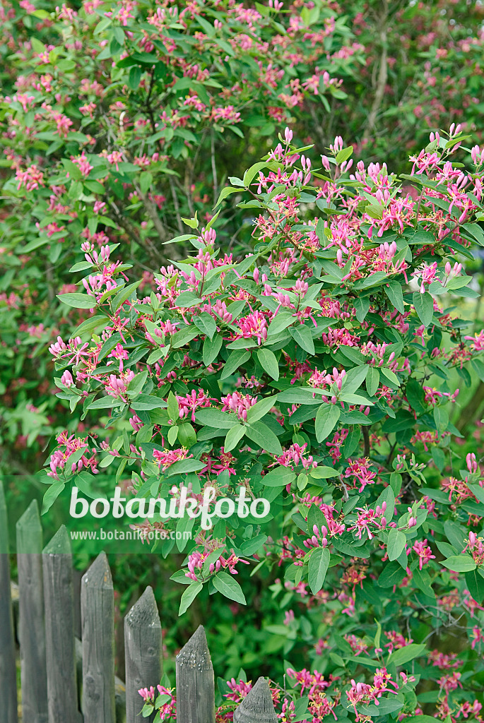 502251 - Tartarian honeysuckle (Lonicera tatarica 'Hack's Red')