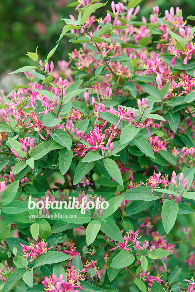 502252 - Tartarian honeysuckle (Lonicera tatarica 'Hack's Red')